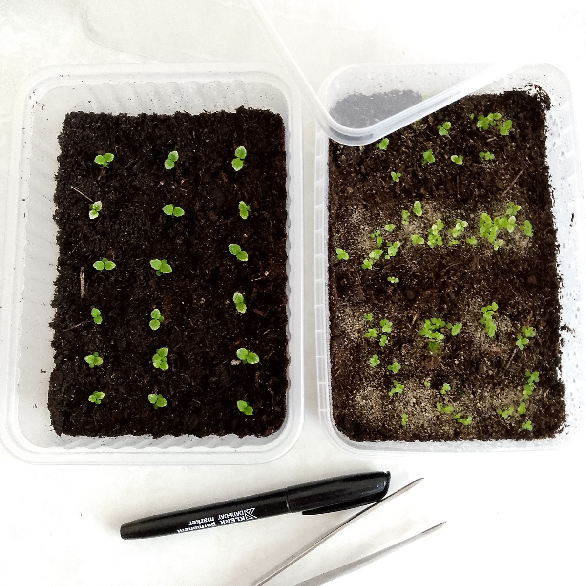 Сеянцы пересажены два дня назад (слева)