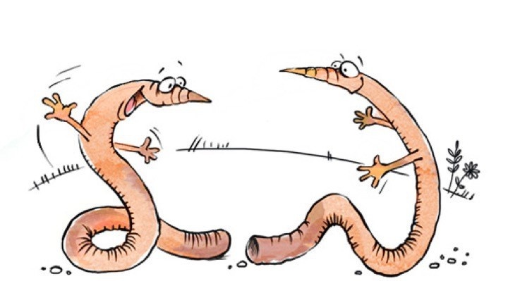 ДОЖДЕВОЙ ЧЕРВЬ)