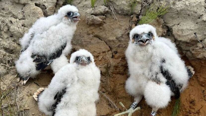    Фото: t.me/nur_adm