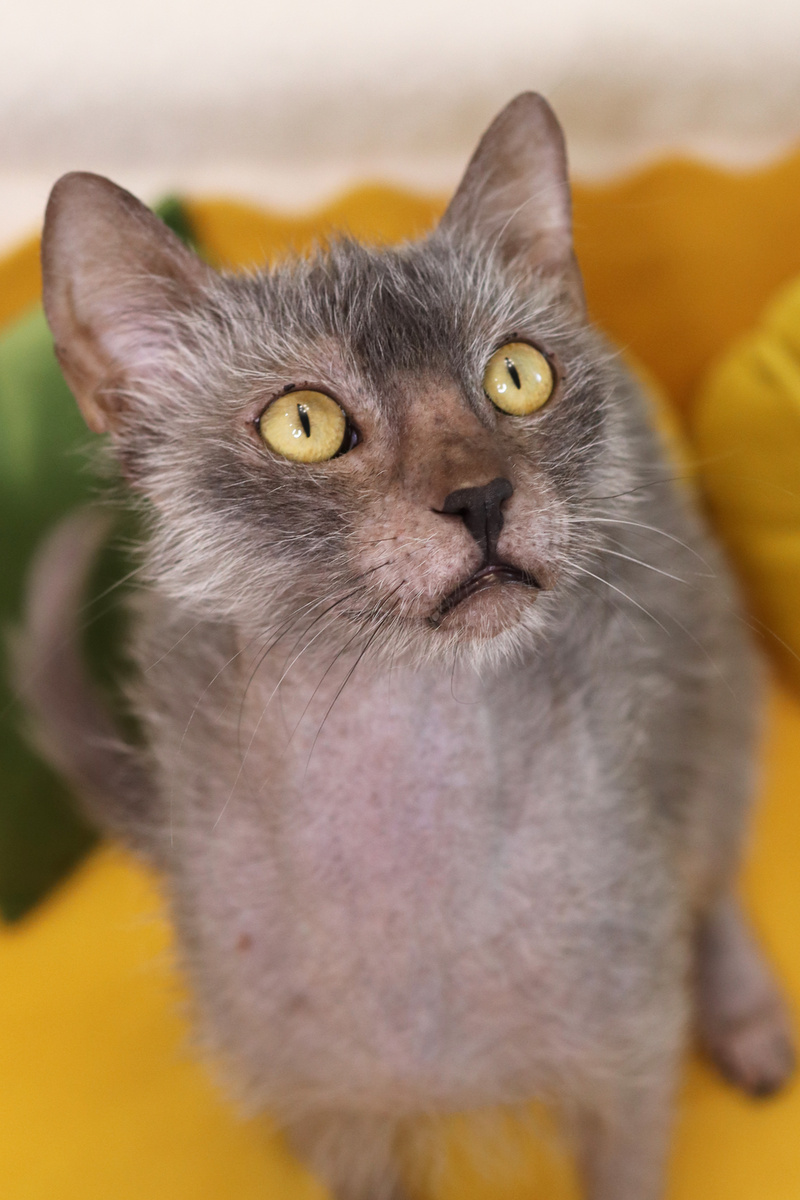 Котик Арни 😻