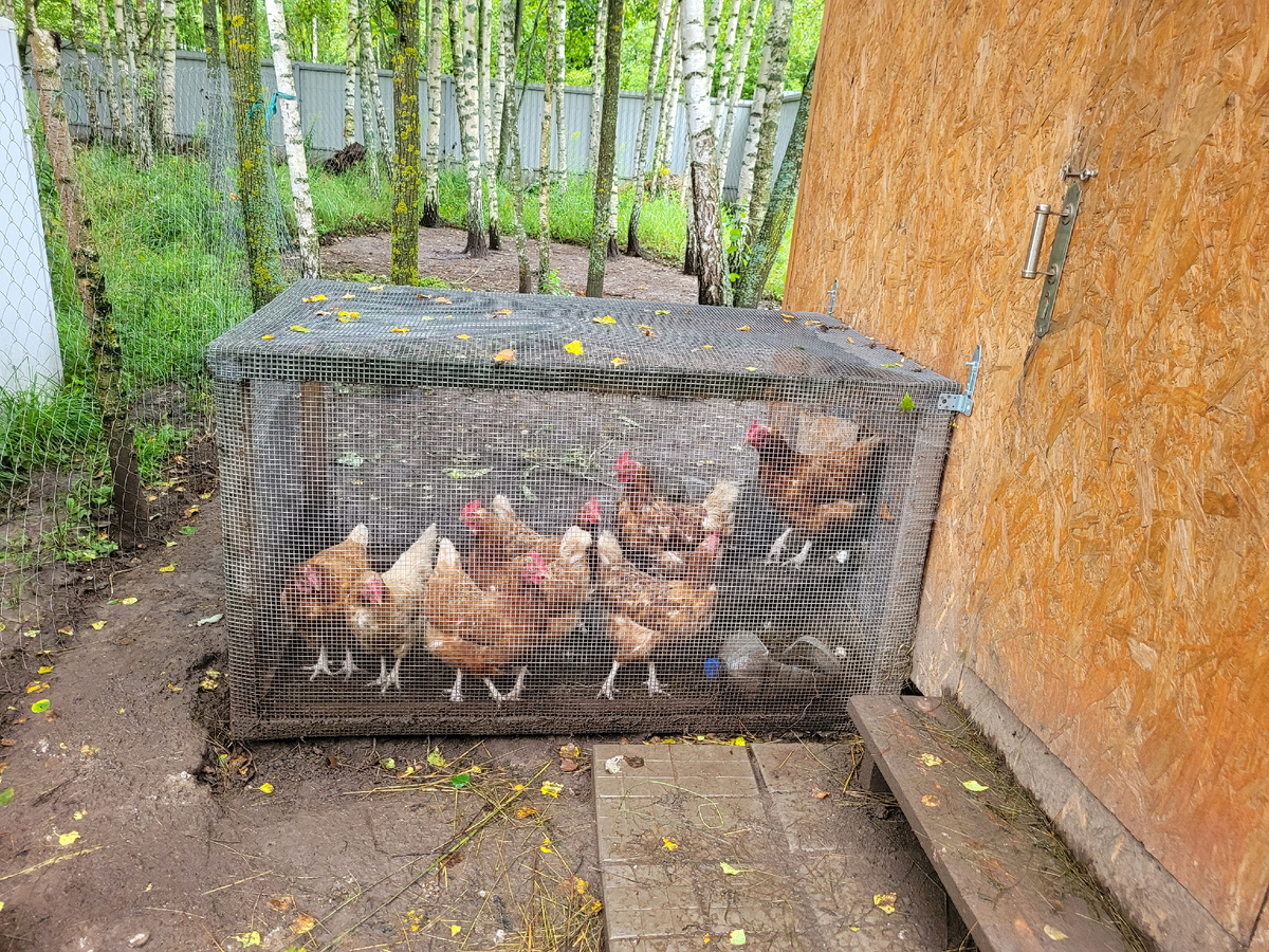 Куры в защитном коробе