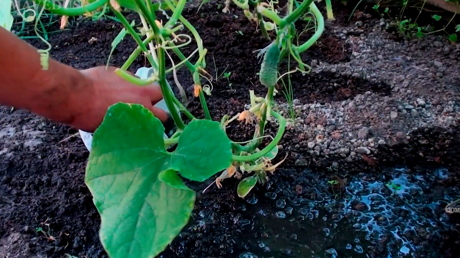 Подливаю корневую подкормку огурцам каждые 7 дней по бабушкиной записи. Завязей появилось в 2,3 раза больше