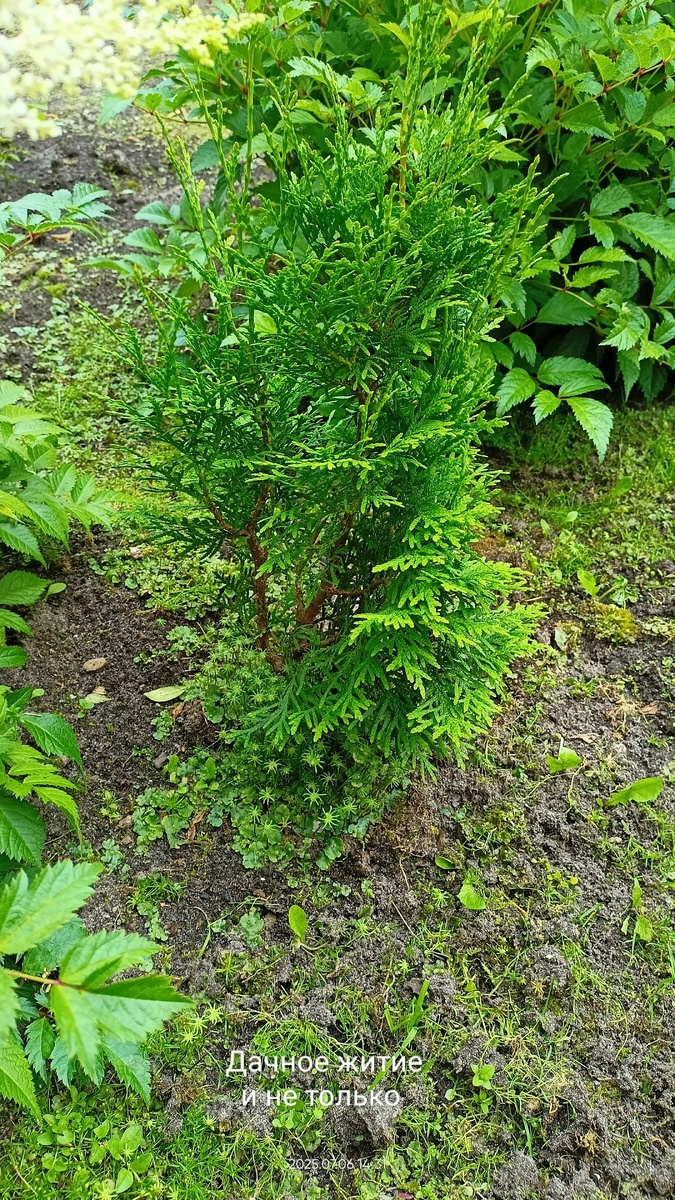 Туя Смарагд, 3-х летка, выращенная из черенка