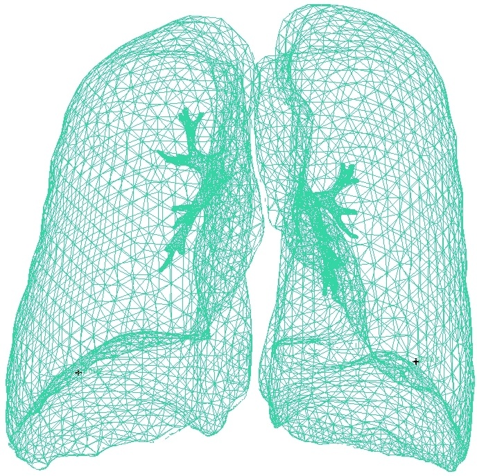    Объемная конечно элементная сетка легких человека / © Михаил Цинкер, пресс-служба ПНИПУ