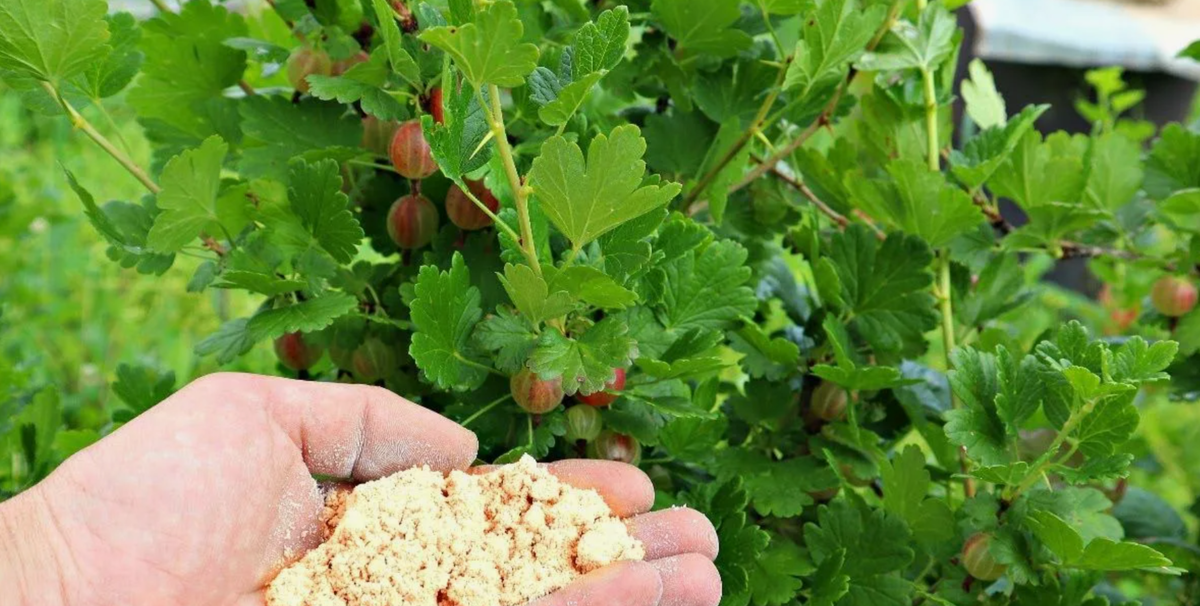 чем подкормить куст крыжовника