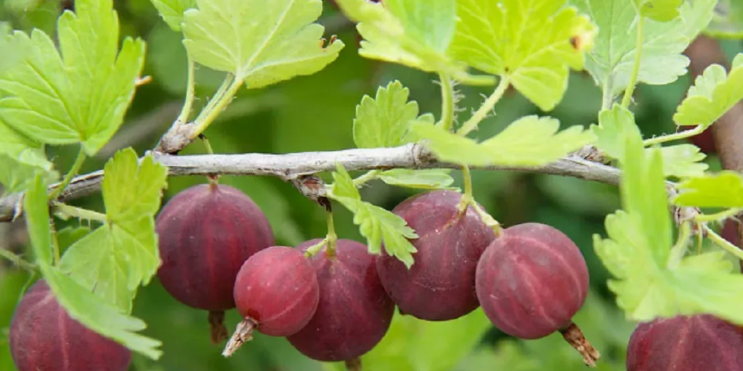 Крыжовник в августе: 7 секретов агронома для урожая вдвое больше в следующем году