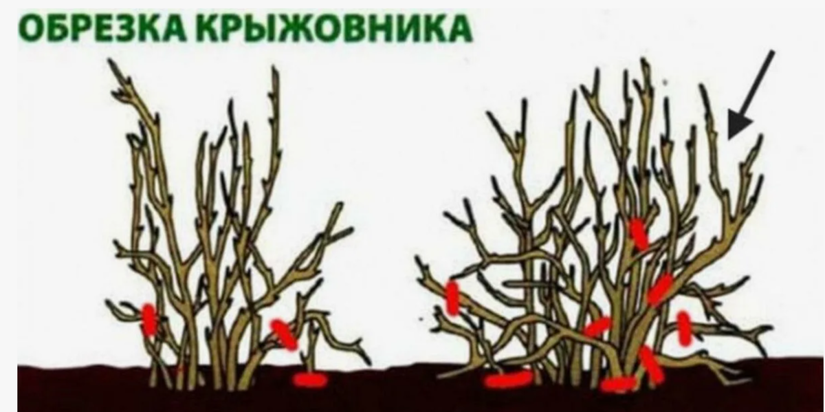 обрезка крыжовника