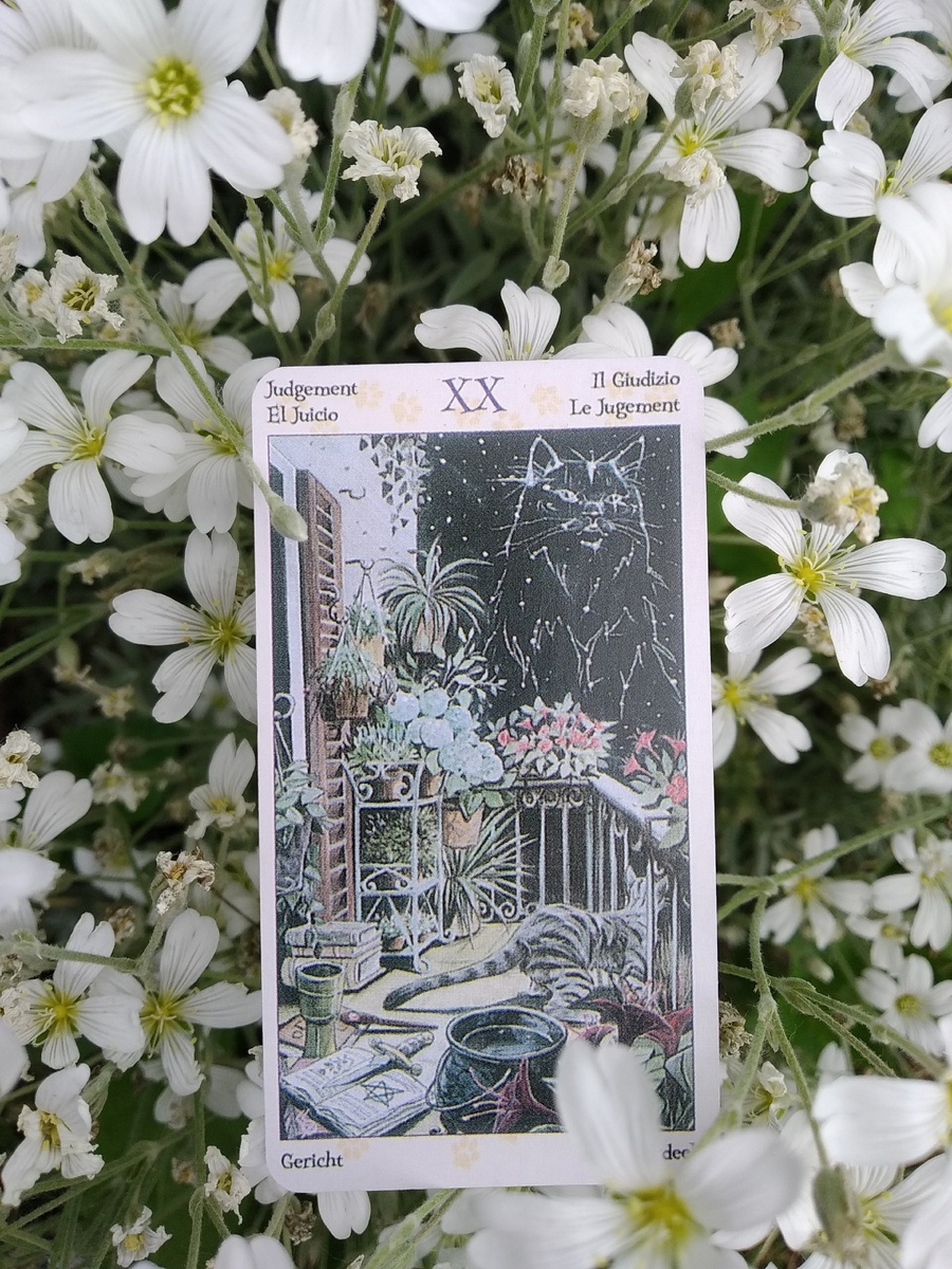 Суд - Таро Языческих кошек