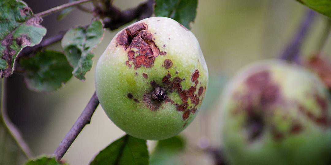 Парша на яблоне в августе - как спасти урожай
