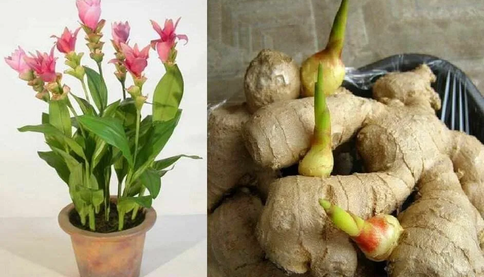 Выращиваем пряный имбирь дома: пошаговое руководство