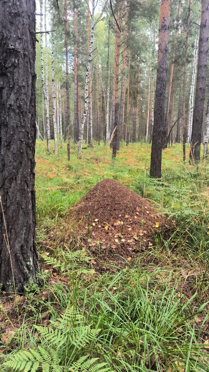 Терем гигант.