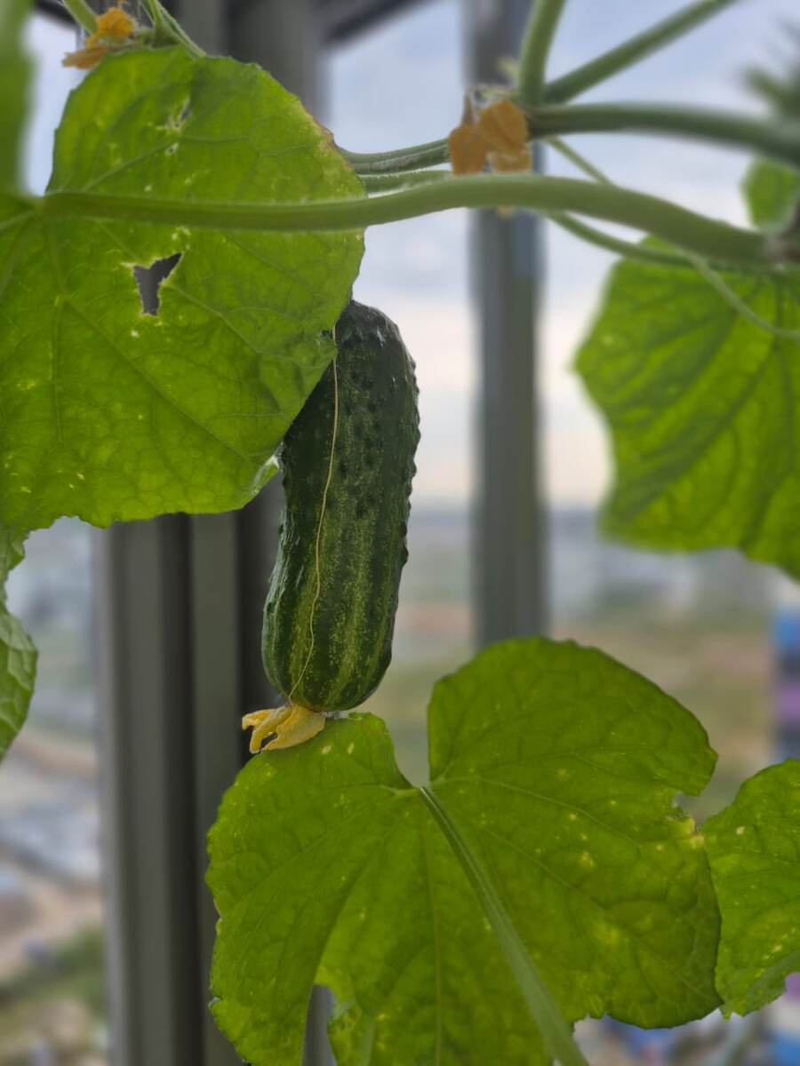 огурцы на балконе, Казань