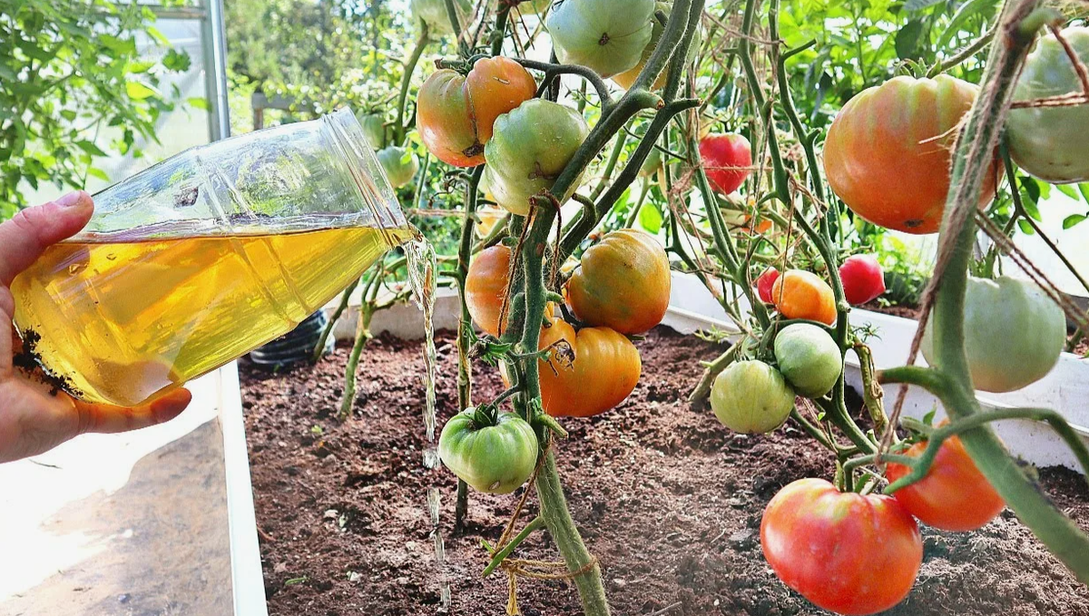 подкормка помидор в августе