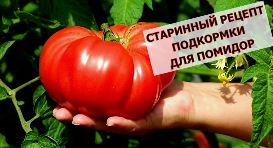 августовская подкормка для помидор