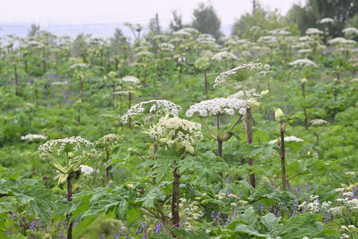Фото: Владимир Веленгурин