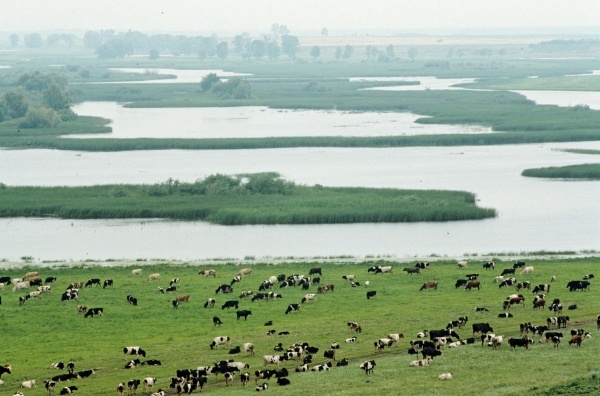 Фото: РИА Новости/Виталий Карпов