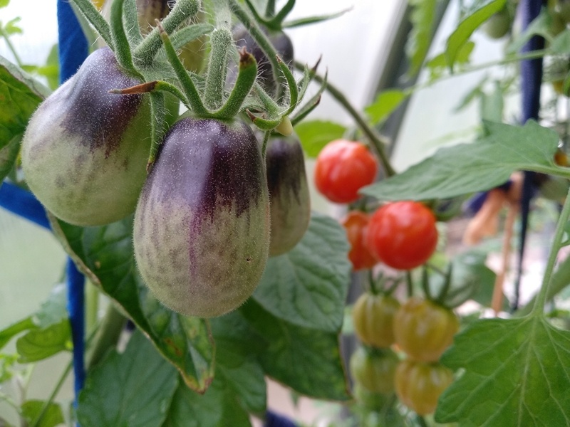 На переднем плане кисть с «Грушевый мед индиго». На заднем другие черри. Август 2025. Личное фото автора