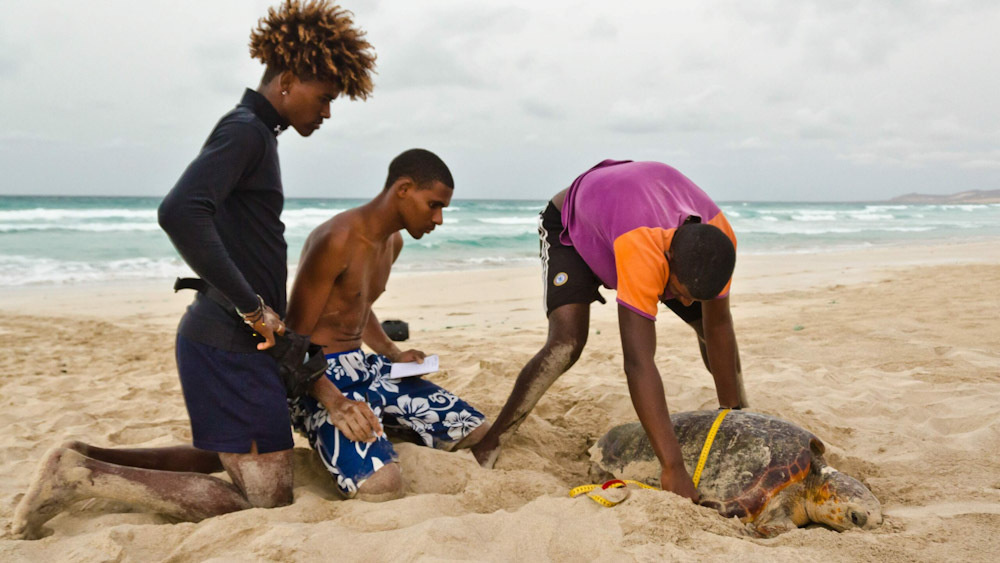     Фото: The Turtle Foundation