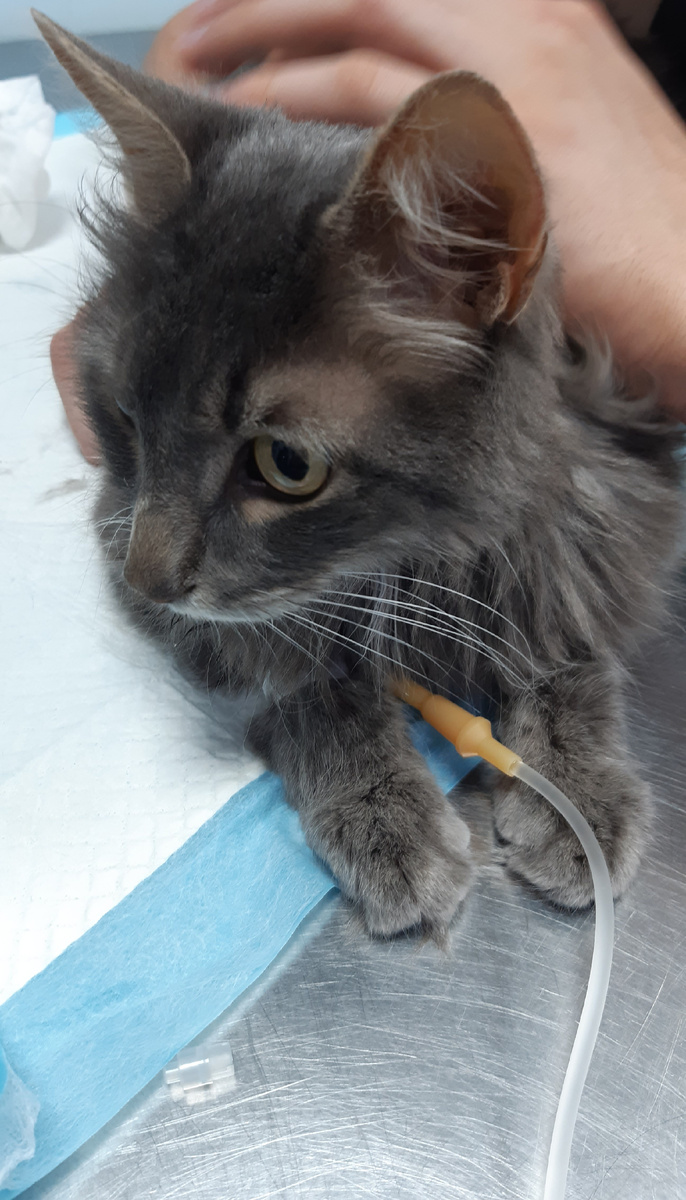 Максик на капельнице. День первый.