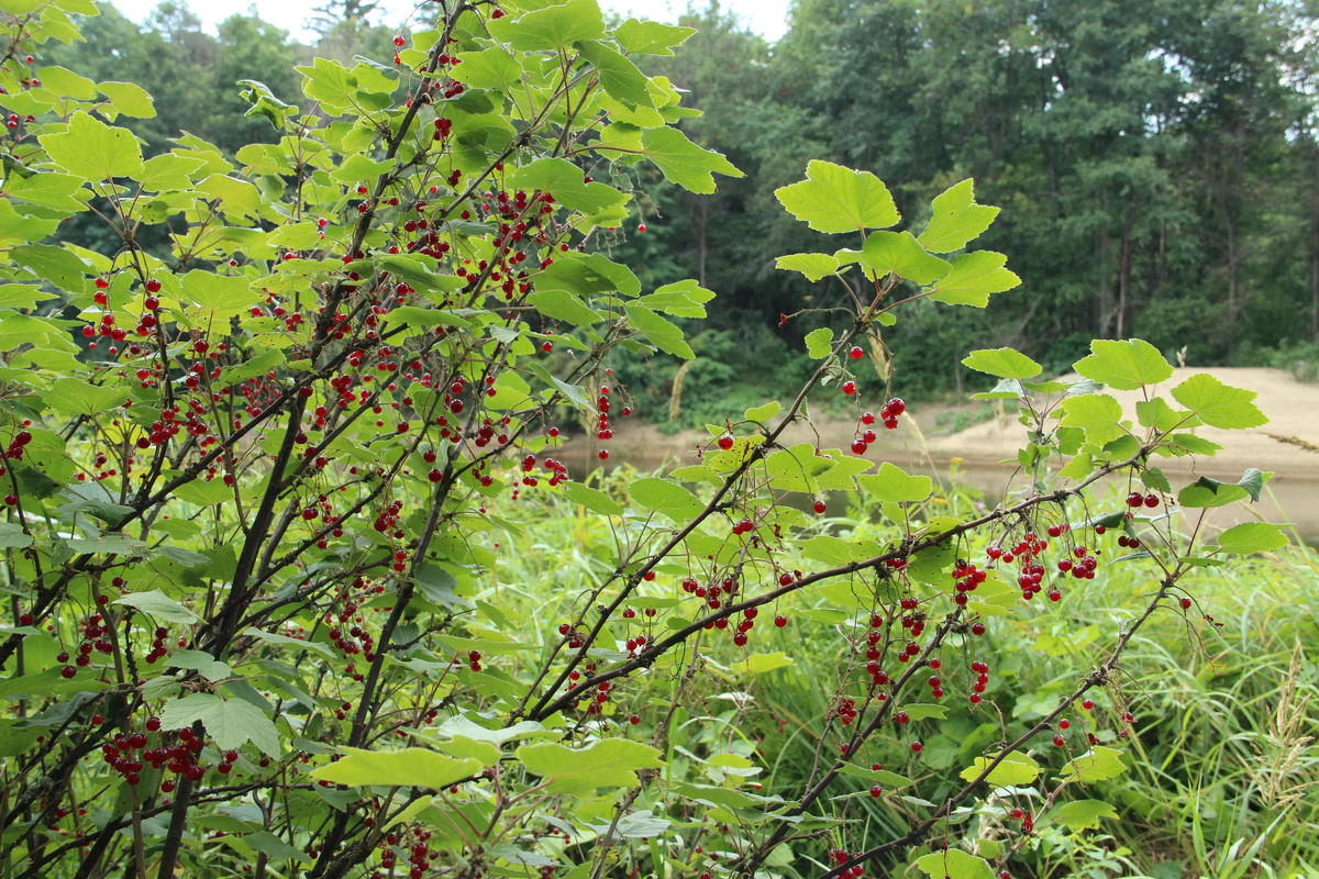 Красная смородина в тайге, фото из интернета