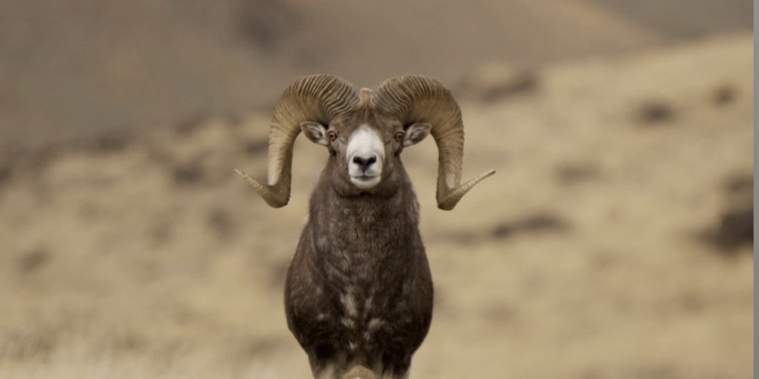 Загадочный царь горных вершин