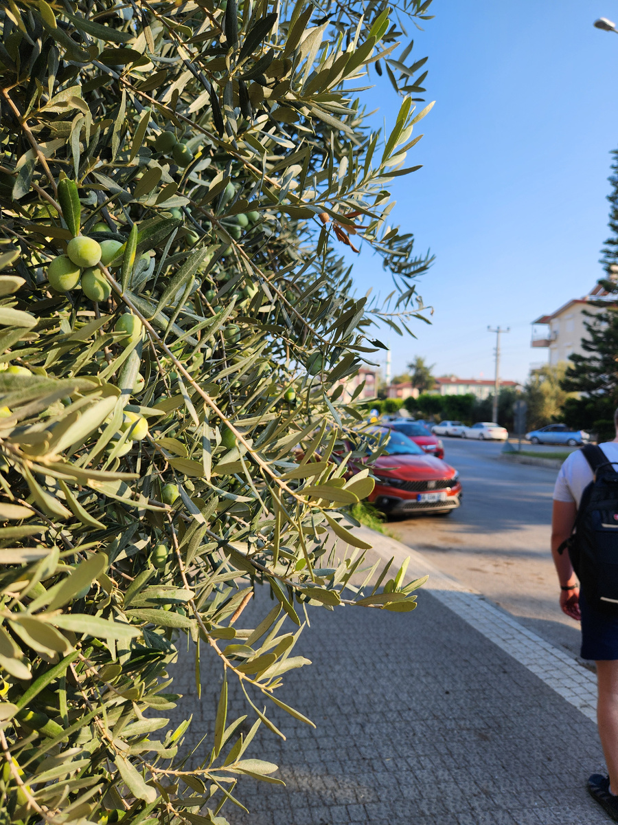 Оливковое дерево