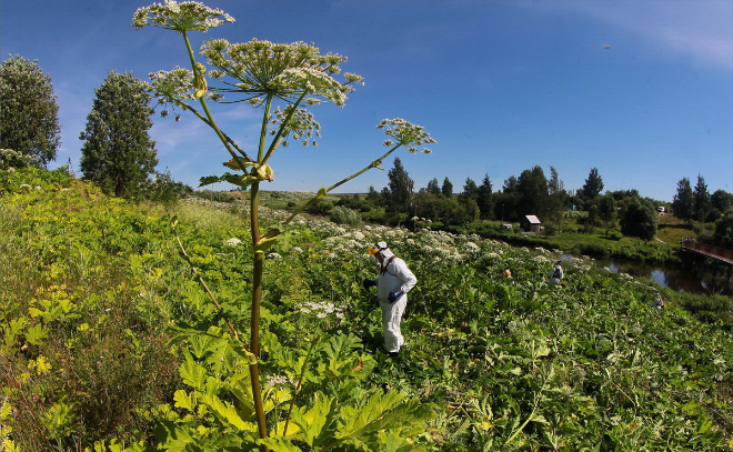    © Анастасия Илюшина / ЛенТВ24