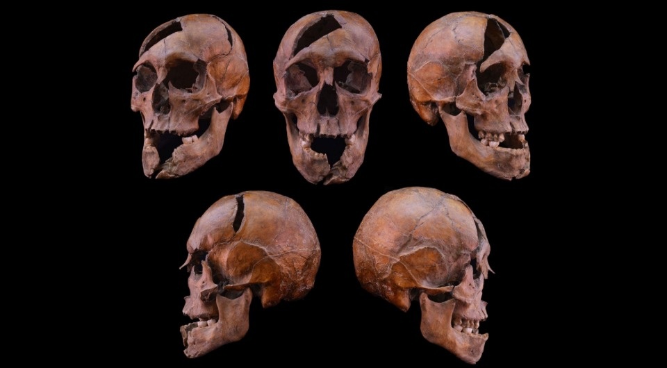   Tamás Hajdu et al. / bioRxiv, 2025
