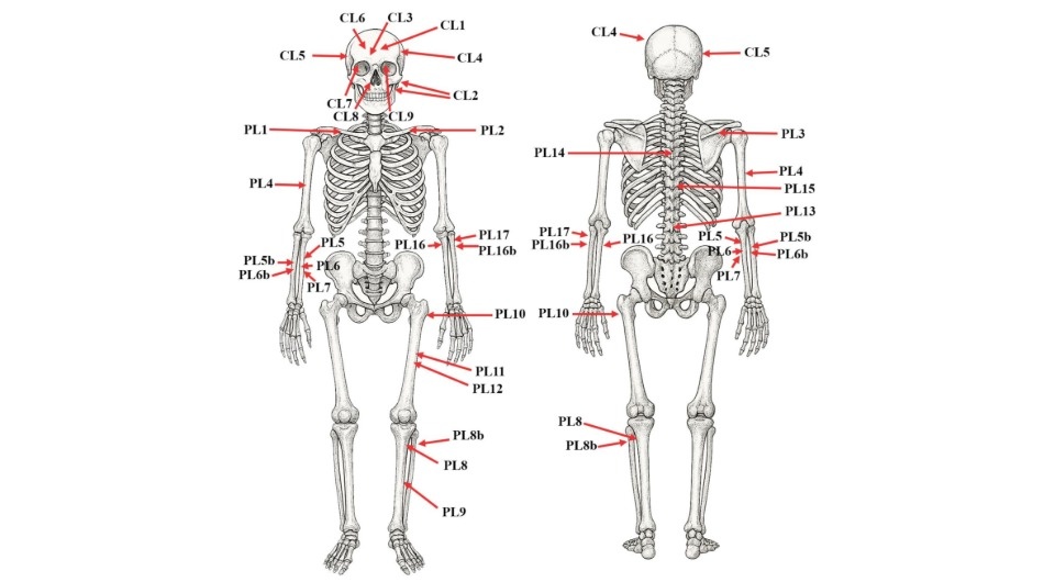   Tamás Hajdu et al. / bioRxiv, 2025