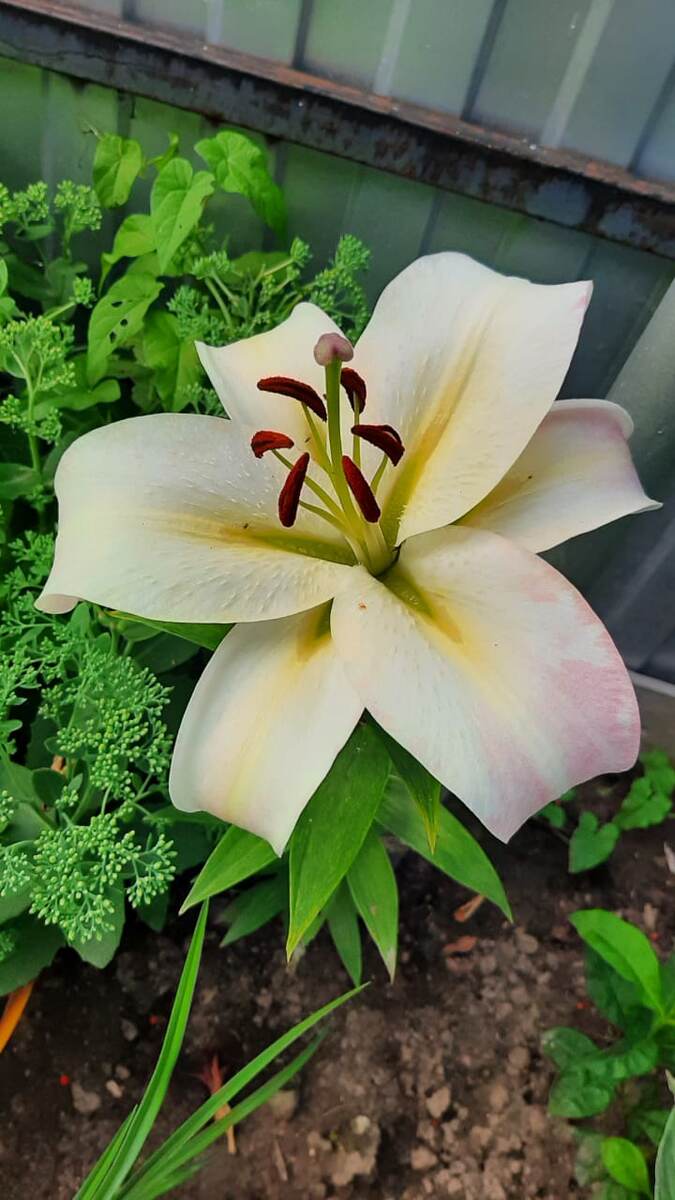 Фото из архива автора