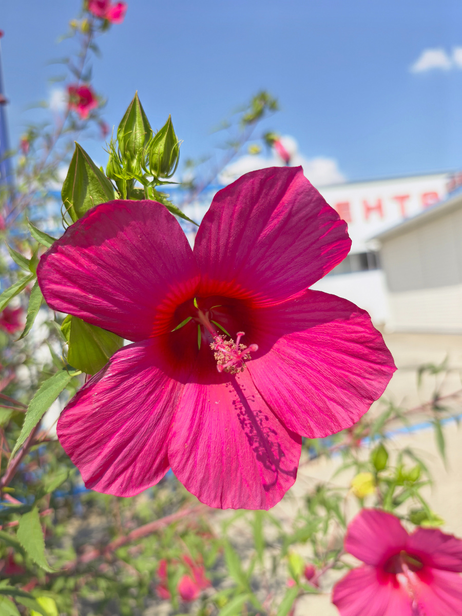 Цветочек для красоты