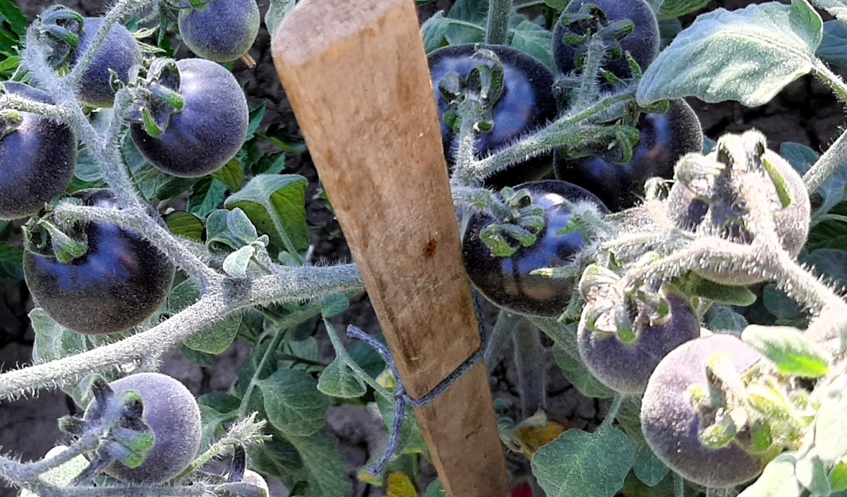 Вид сверху. До укрытия