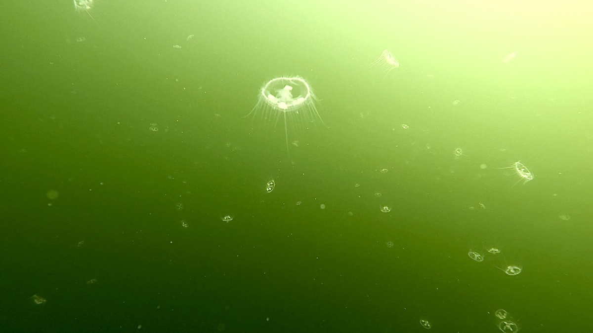 Всем привет дорогие друзья!