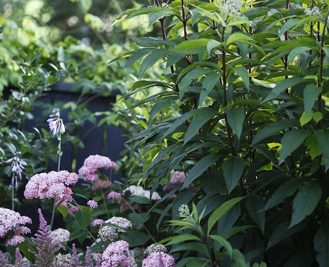 Дача в начале августа, часть 1