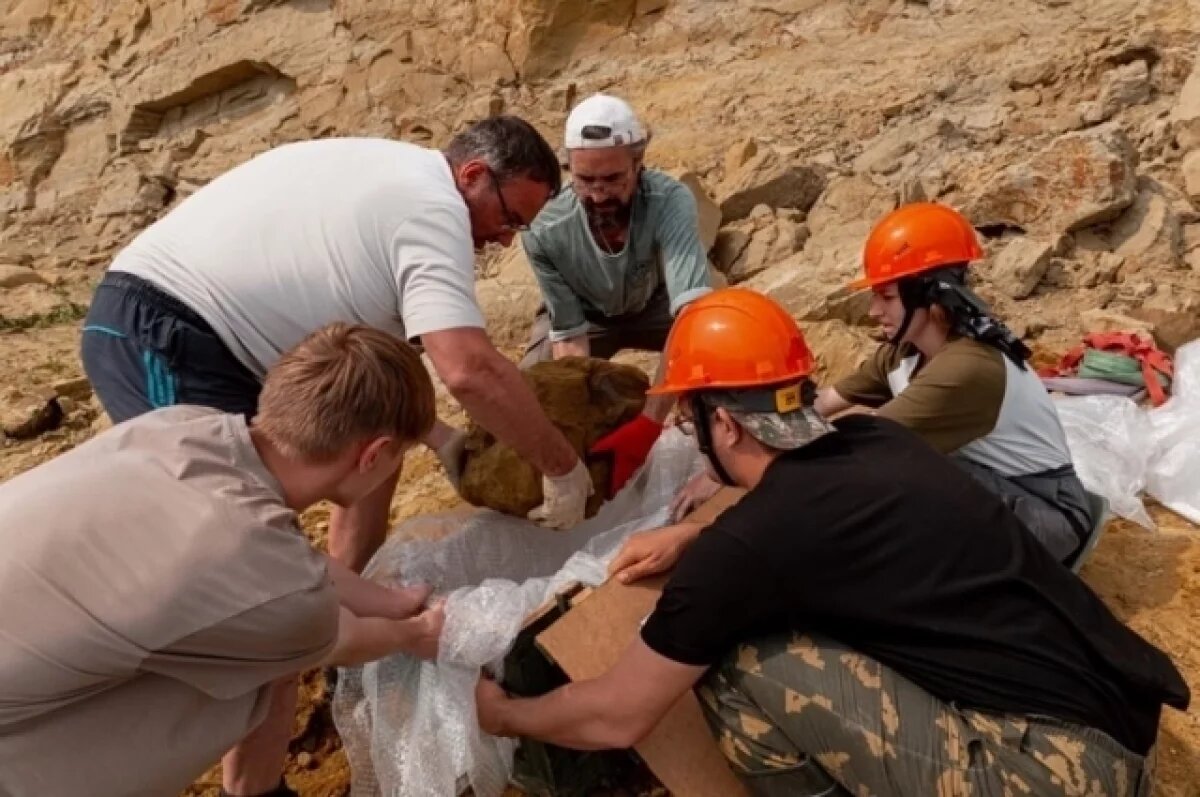    В Кузбассе нашли уникальные фрагменты костей стегозавра или завропода