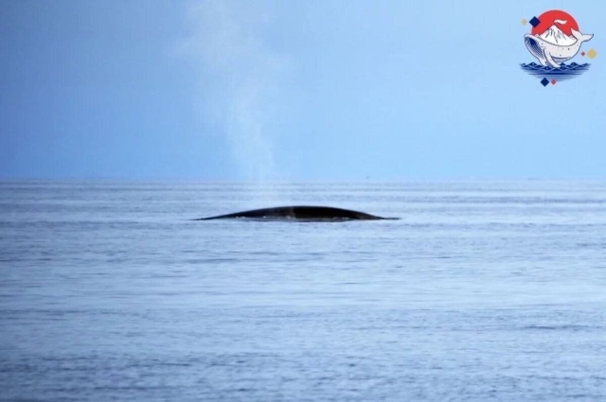    Забайкалец выиграл каникулы на Камчатке за эссе о родном крае