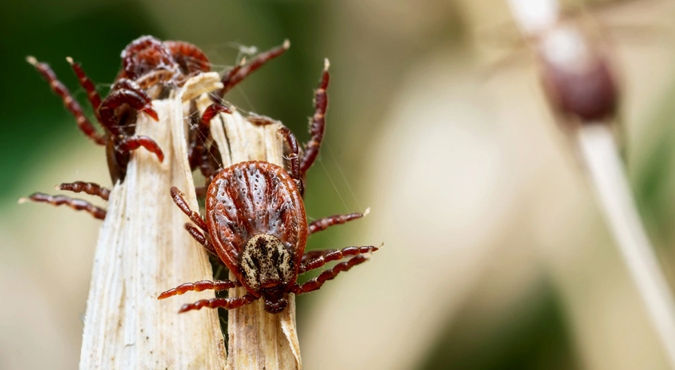 Как нападают клещи? 3 козыря в рукаве паразита. Полезно знать перед осенней вспышкой