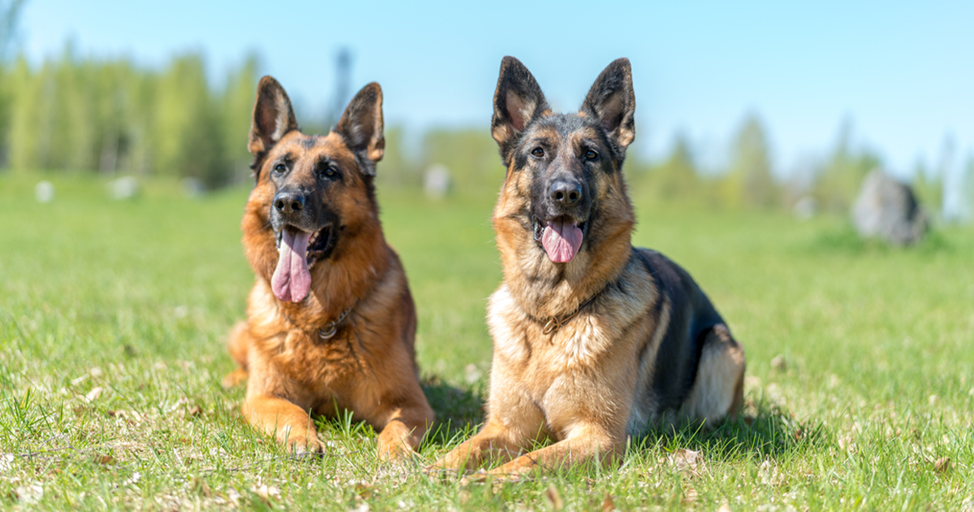 Фото: science.linguanet.ru