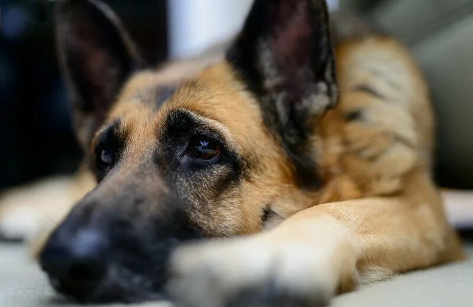 Вот и настало время поговорить о минусах породы (даже собаке стало грустно)…