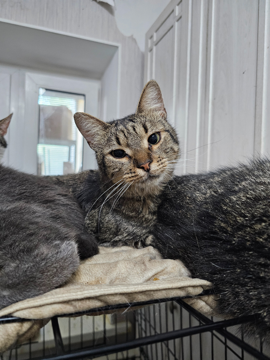 Фото автора. Мо что-то плохо себя чувствует. Сегодня не стал кушать.