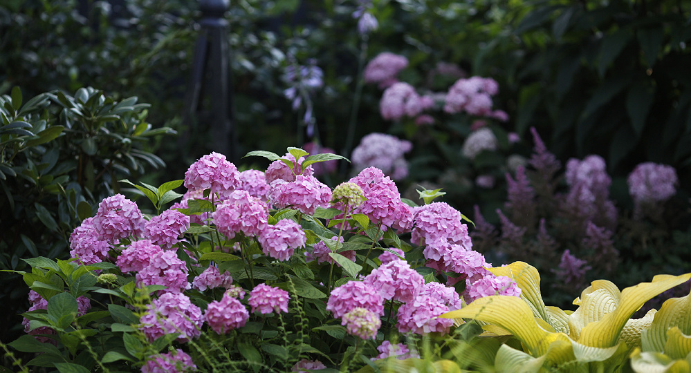 Дача в начале августа, часть 2
