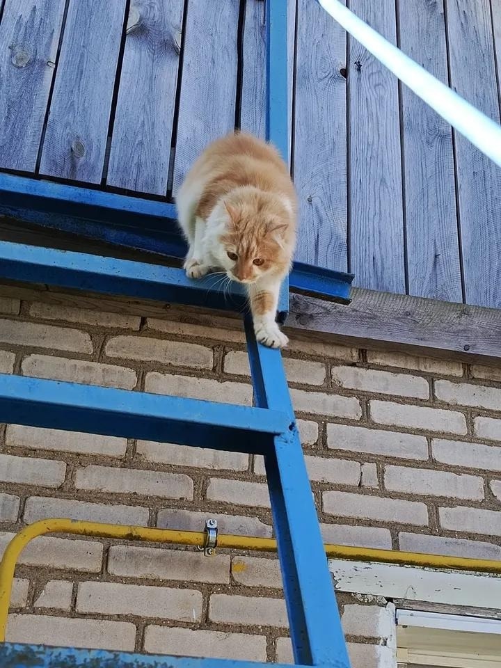 иллюстрация из яндекс картинки.