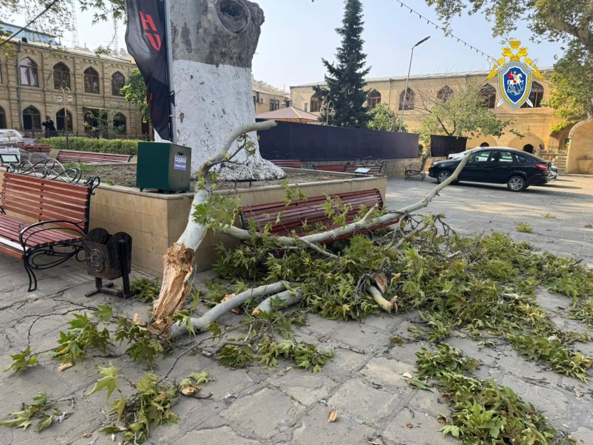 Платан в Джема мечети/Фото СУ СК России по Дагестану