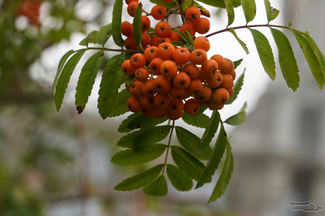    Фото: Лидия Аникина © ИА "Уральский меридиан"