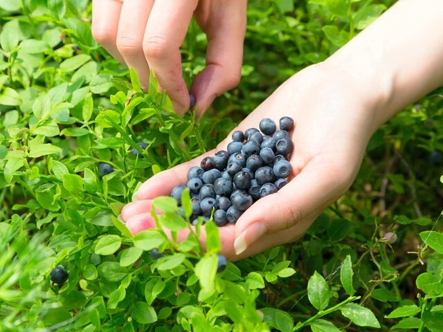    Фото: 123RF/dmitriyrnd