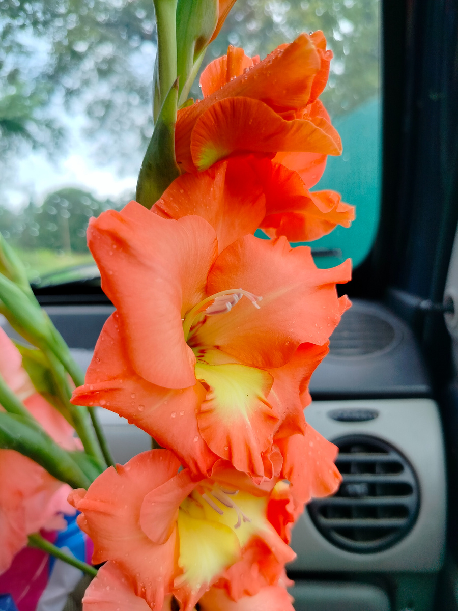 Люблю рассматривать отдельные цветочки кисти гладиолуса