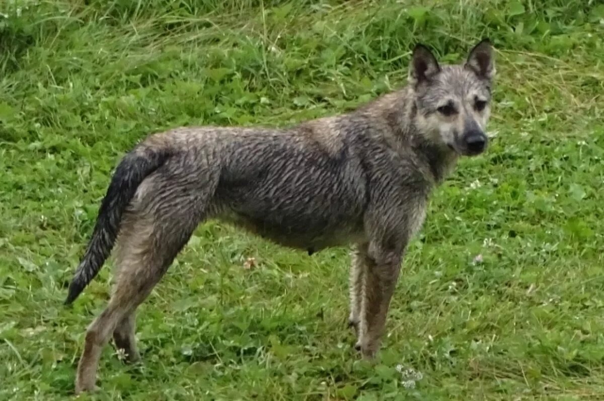    Девочке, на которую напали собаки под Кировом, выплатят компенсацию