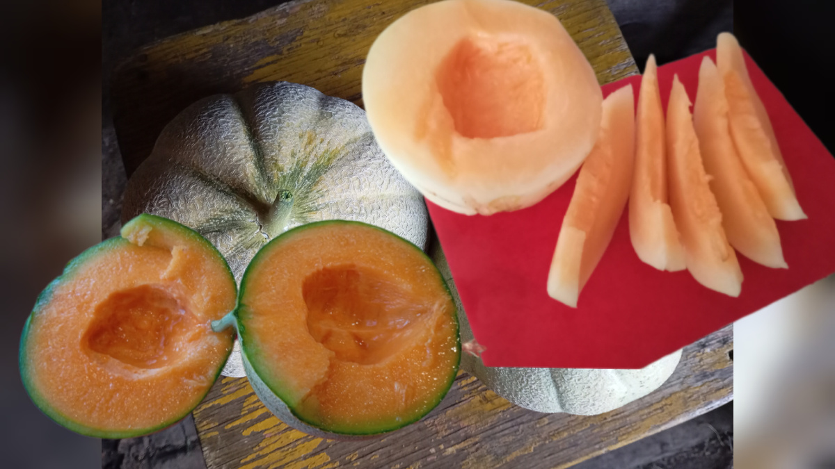 Дыни фото автора.