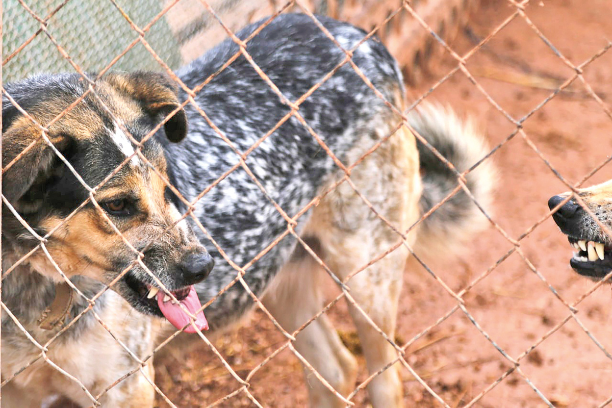 Фото из архива «Крымской газеты»