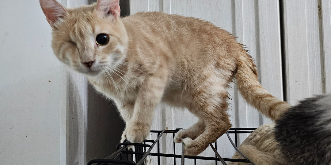 -Я хочу жить, не хочу умирать! Помогите спасти кота.